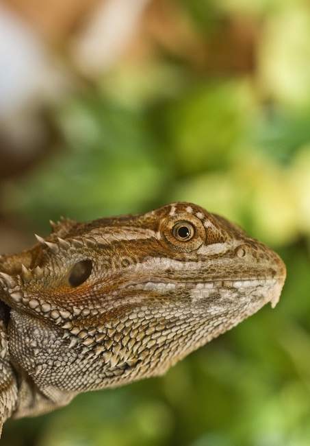 Bearded Dragon Lizard — Stock Photo