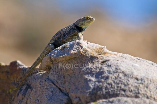 Самець пустелі ігуана парканна — стокове фото