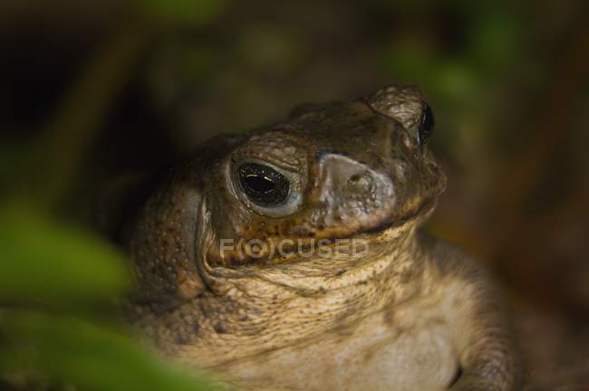 Green Toad In Hiding — Stock Photo
