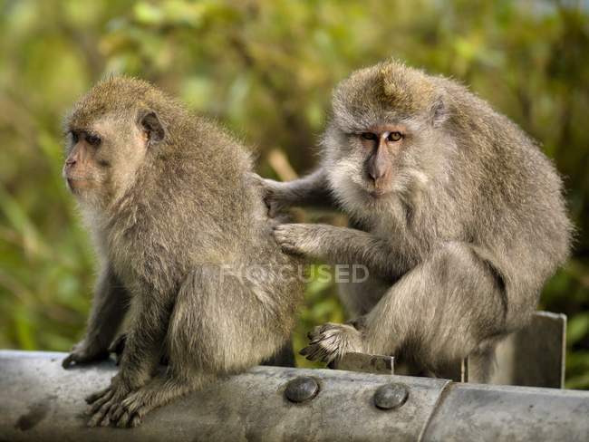Dos babuinos sentados - foto de stock