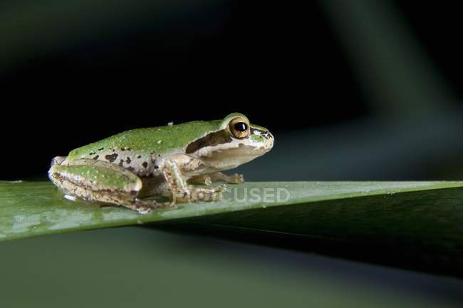 Pacific Tree Frog — Stock Photo