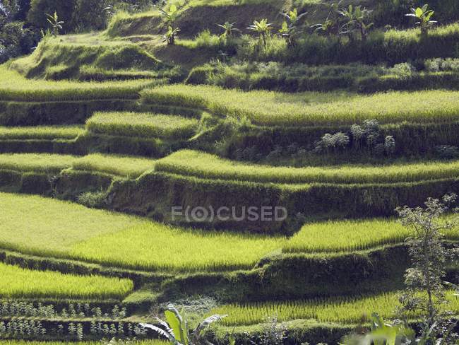 Campos de arroz en terrazas, Bali - foto de stock