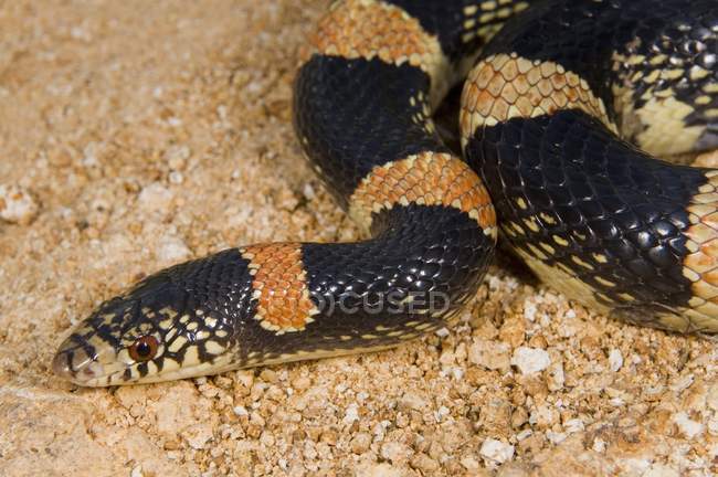 Close up of Long-Nosed Snake — Stock Photo