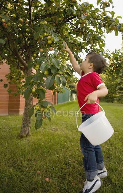 Kleiner Junge pflückt Äpfel — Stockfoto