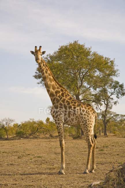 Giraffa, Arathusa Safari Lodge — Foto stock