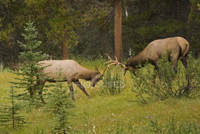 Bull Elk Fighting — Stock Photo
