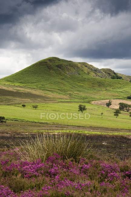 Холмы с зеленой травой — стоковое фото