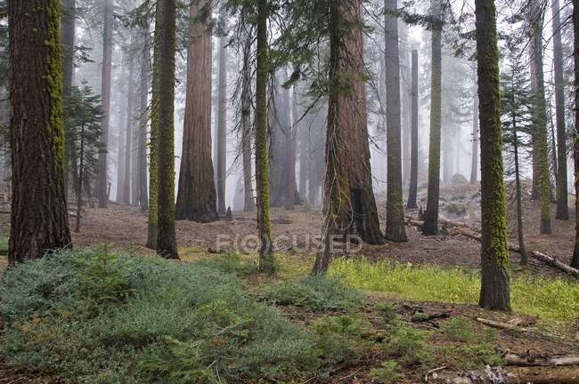 Parque Nacional de Sequoia - foto de stock