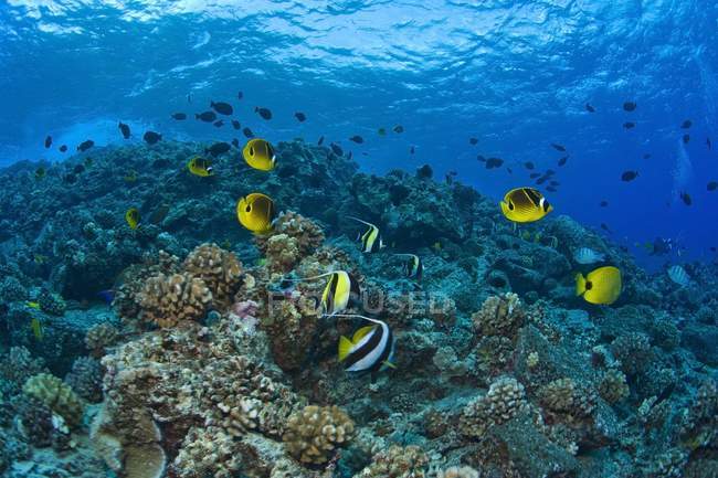Diversi pesci tropicali — Foto stock