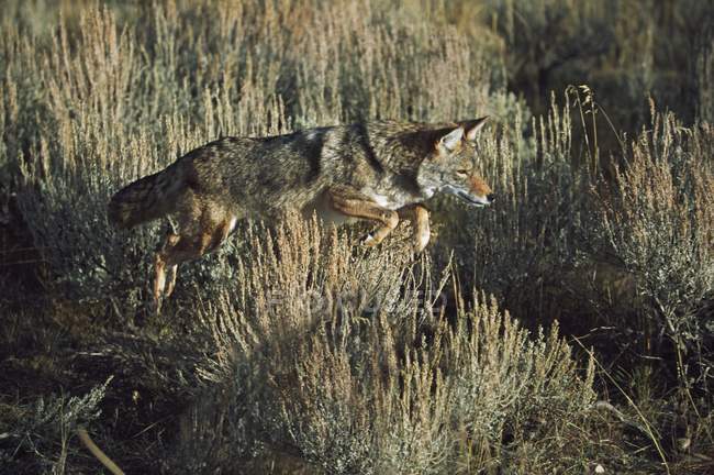 Coyote  Leaping Of Vegetation — Stock Photo