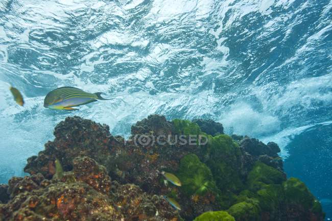 Облицьований Surgeonfish під водою — стокове фото
