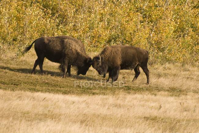 Buffalos бойових дій у Waterton Національний парк — стокове фото