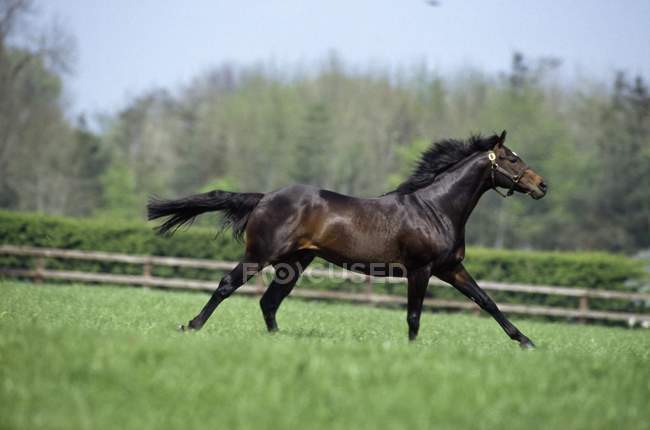 Cavallo di razza che corre — Foto stock