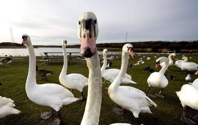 Large Flock Of Swan — Stock Photo