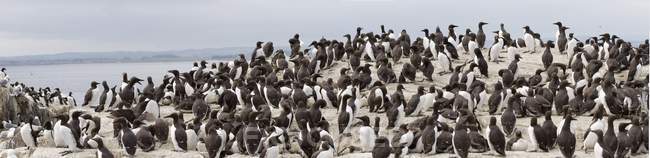 Flock Of Guillemot on sea shore — Stock Photo