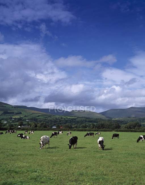 Фрезийский скот пасущийся в Митчелстауне — стоковое фото