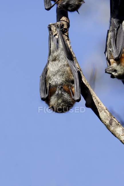 Zorro volador de cabeza gris - foto de stock