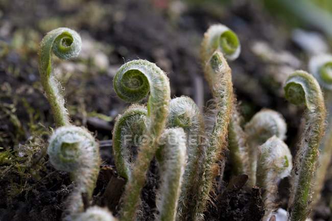 Closeup of fern stems in forest background — Stock Photo