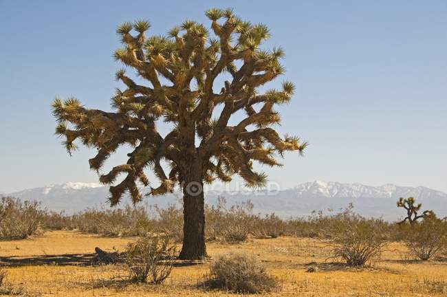 Joshua arbre dans le désert de mojave — Photo de stock