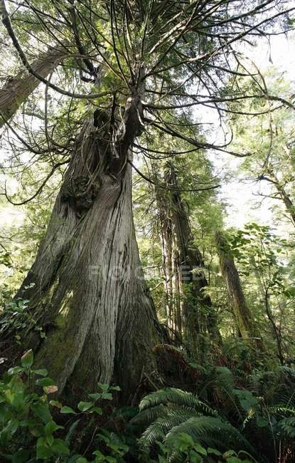 Cedar And Fir Trees — Stock Photo