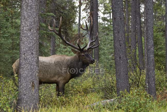 Alce de touro durante a temporada de Rut — Fotografia de Stock