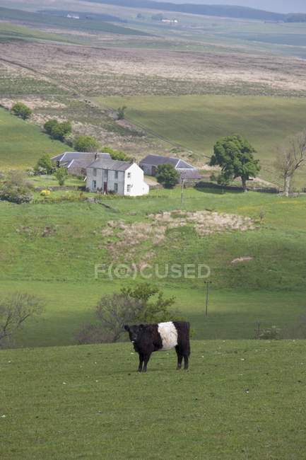 Vaca en el campo con granja - foto de stock