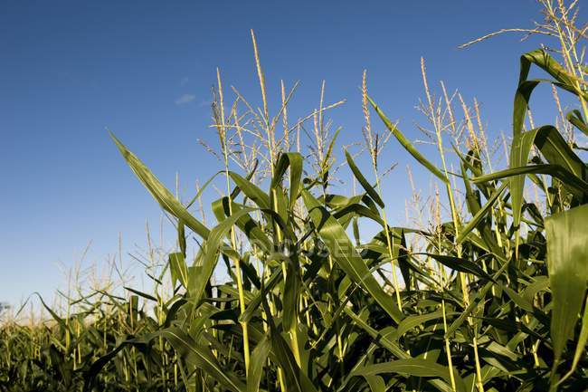 Кукуруза поле в дневное время — стоковое фото