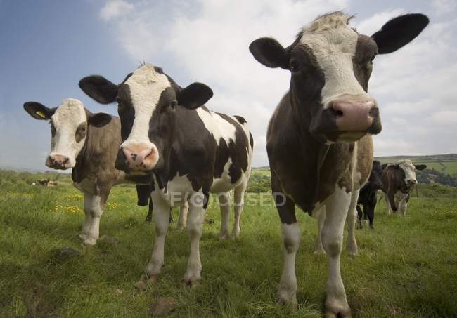 Holstein-Friesian Cattle grazing — Stock Photo