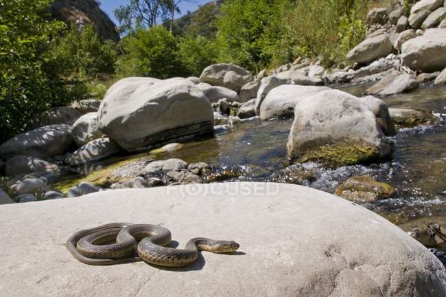 Serpiente liguero en una roca - foto de stock