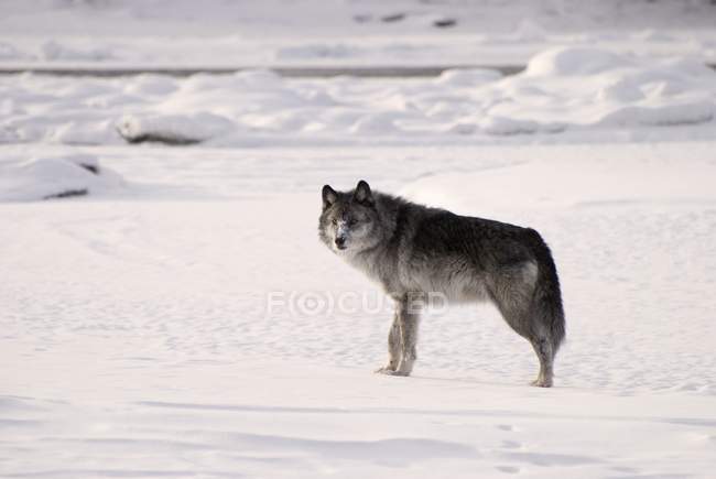 Lobo em pé na neve — Fotografia de Stock