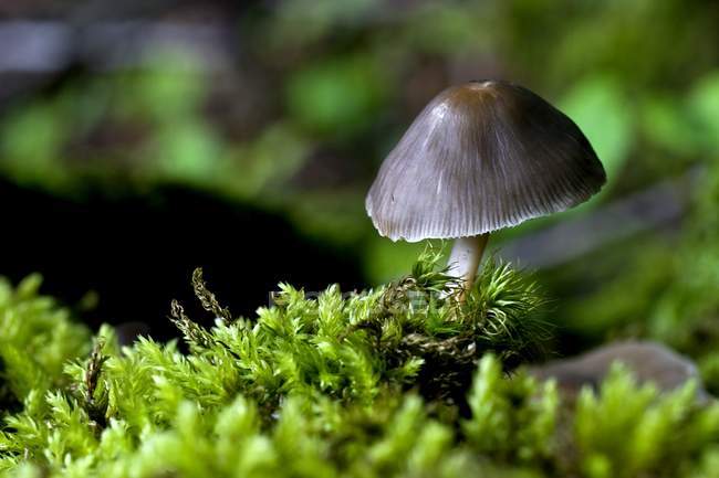 Closeup Of Mushroom — Stock Photo