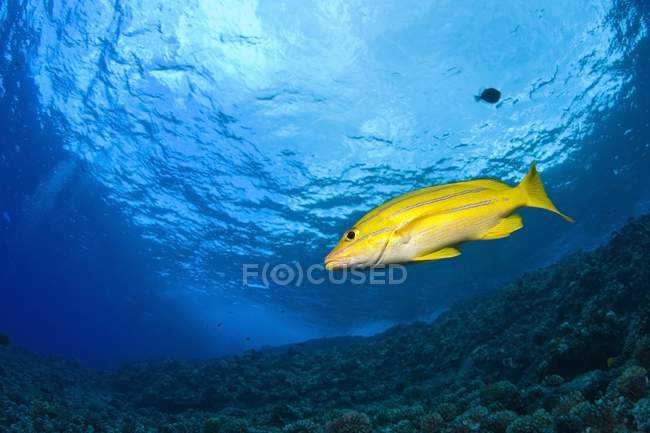 Yellowtail Snapper nadando - foto de stock