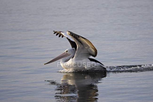 Australischer Pelikan landet auf dem Wasser — Stockfoto
