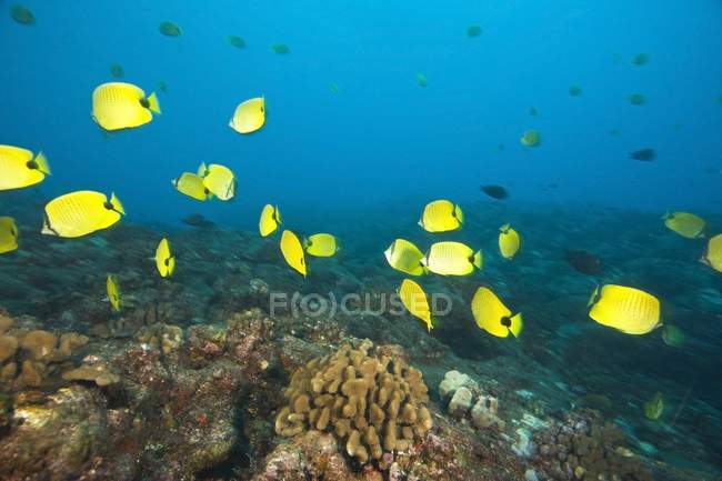 Schooling Butterflyfish at Hawaii — Stock Photo