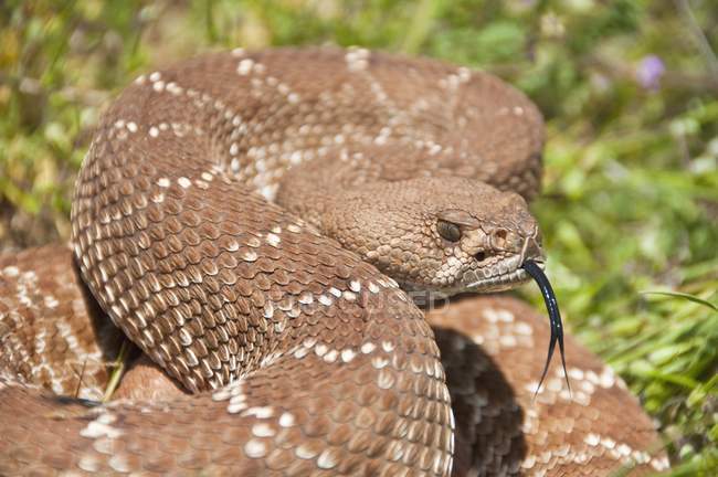 Primo piano di Red-Diamond Rattlesnake — Foto stock