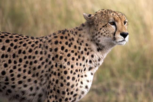 Cheetah at Masai Mara National Reserve — Stock Photo