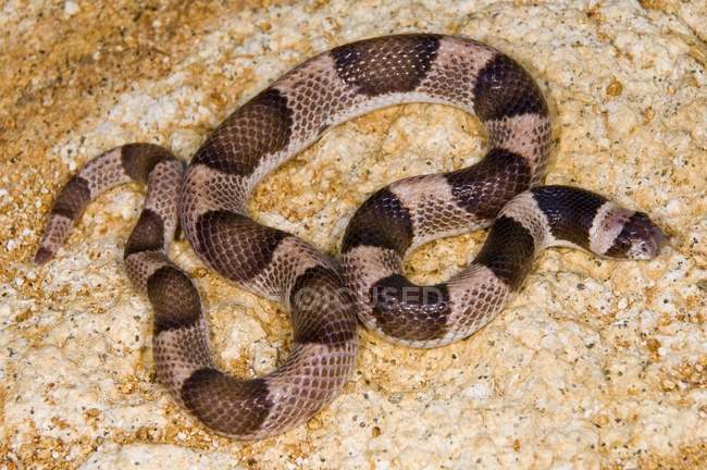 Седлоносая змея — стоковое фото