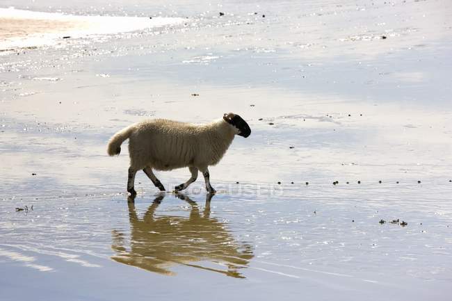 Овцы в воде, Колонсей — стоковое фото
