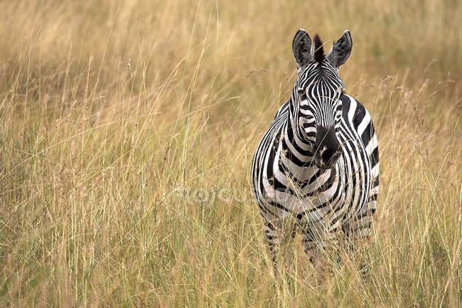 Burchell Zebra em grama longa — Fotografia de Stock