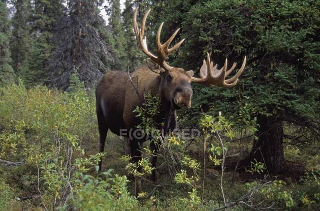 Bull Moose at Denali National Park — Stock Photo