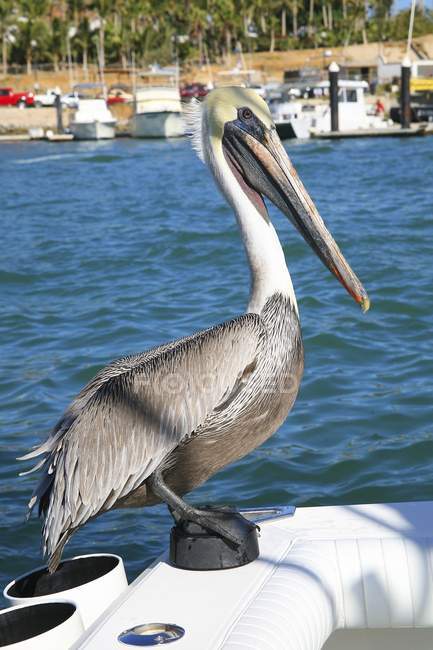 Пеликан на лодке — стоковое фото