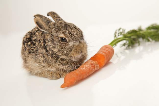 Conejo bebé con zanahoria - foto de stock