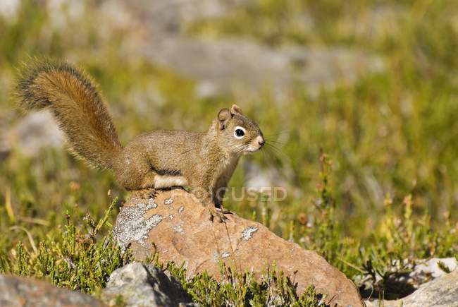 Écureuil assis sur la pierre — Photo de stock