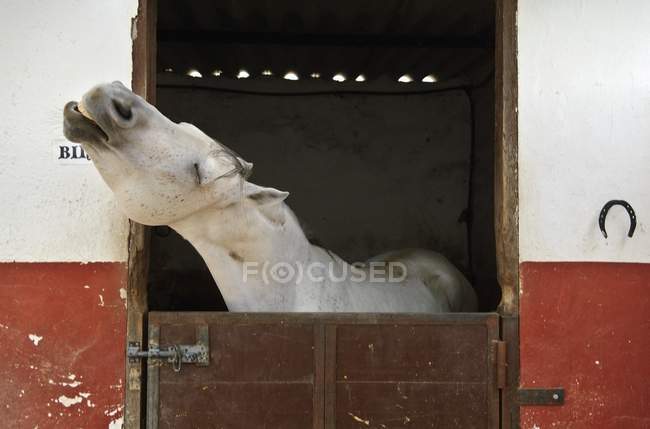 Серая лошадь в конюшне — стоковое фото
