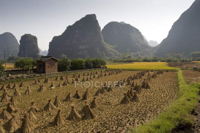 Рисові поля в Yanshuo — стокове фото