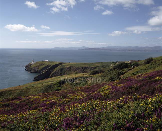 Field Of Heather And Gorse — Stock Photo