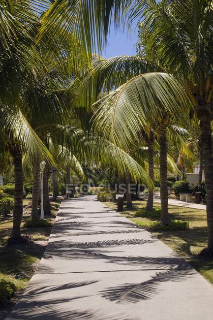 Palmen säumten Weg, Varadero, Kuba — Stockfoto