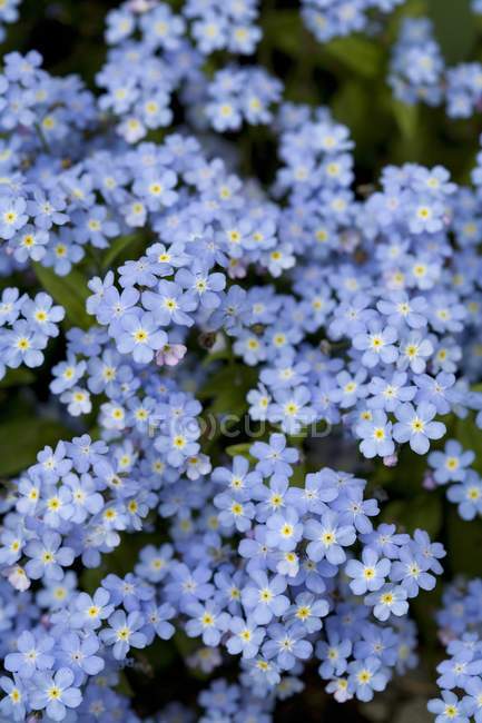 Квітучі сині квіти — стокове фото