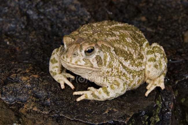 Great Plains Toad — Stock Photo