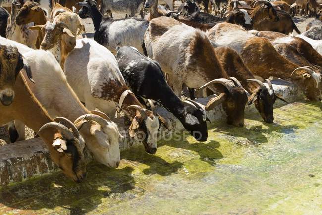 Chèvres eau potable — Photo de stock